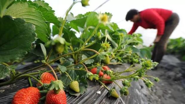 太陽(yáng)能可以有效地消毒草莓溫室(圖1) 太陽(yáng)能發(fā)電可以有效地消毒草莓溫室